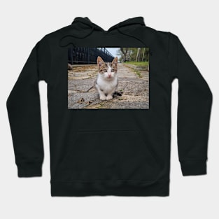 Little Cute Kitty Cat Hoodie